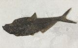 Framed Fossil Fish (Diplomystus) - Wyoming #149761-1